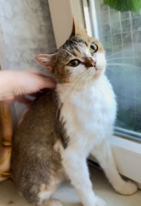 Британская кошечка Марго