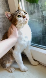 Британская кошечка Марго