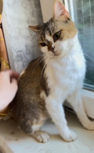 Британская кошечка Марго