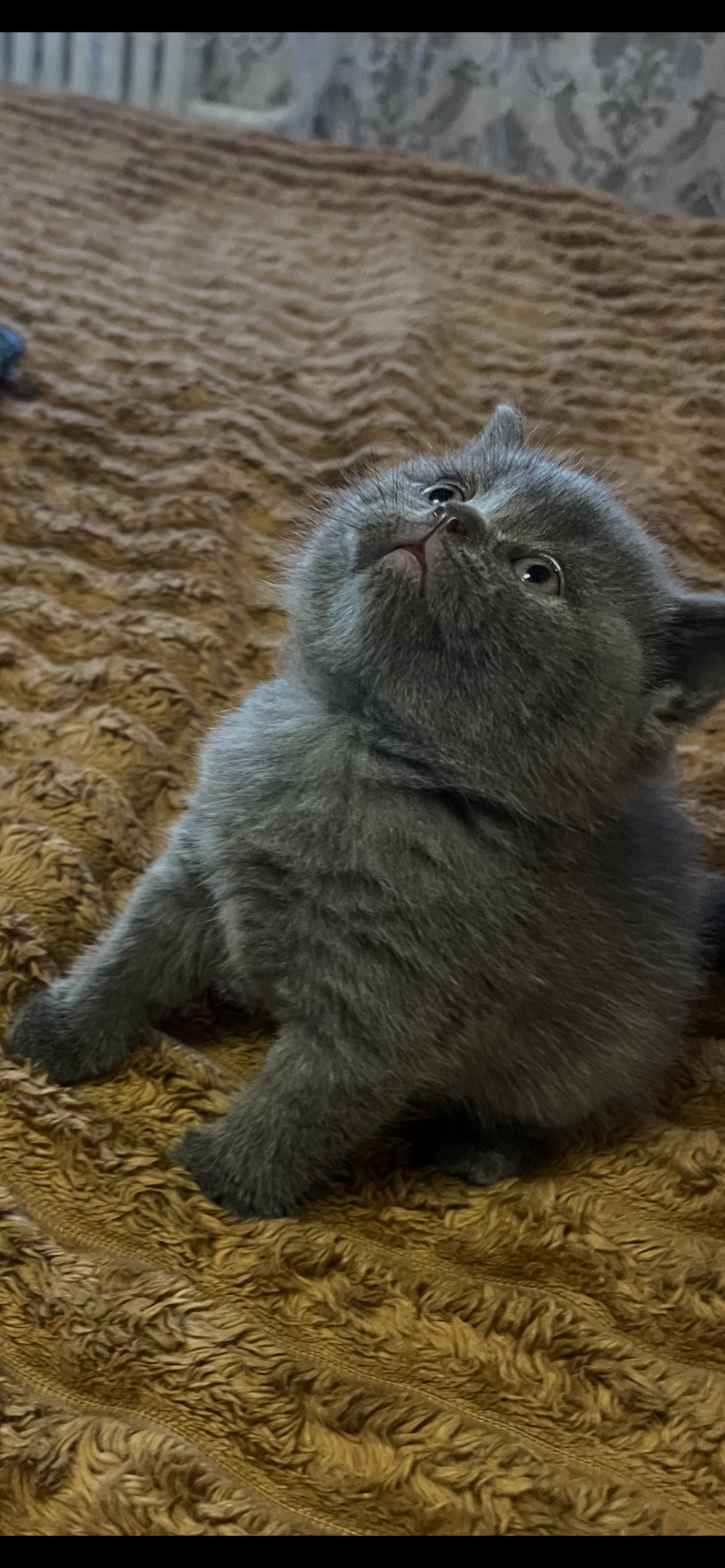 Кошеня шотландської породи