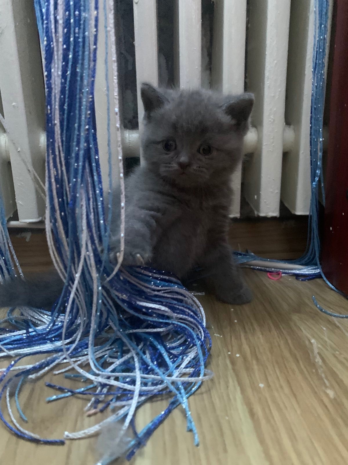 Кошеня шотландської породи