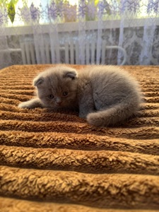Кошеня шотландської породи