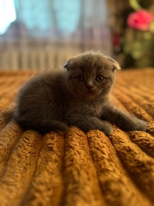 Кошеня шотландської породи