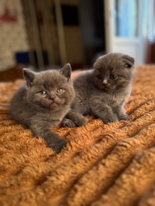 Кошеня шотландської породи