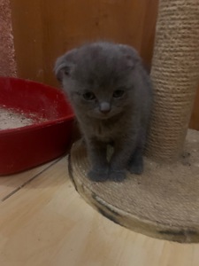 Кошеня шотландської породи