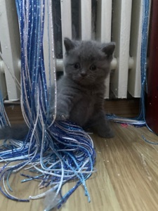 Кошеня шотландської породи