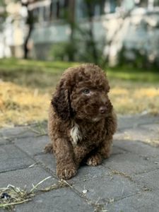 Блакитний мініатюрний хлопчик