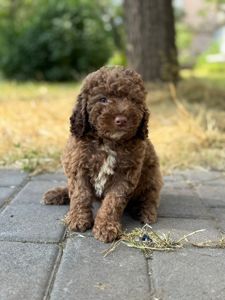 Блакитний мініатюрний хлопчик