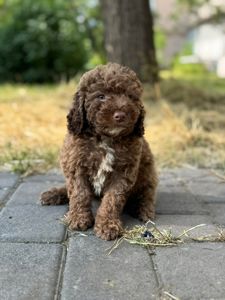 Блакитний мініатюрний хлопчик