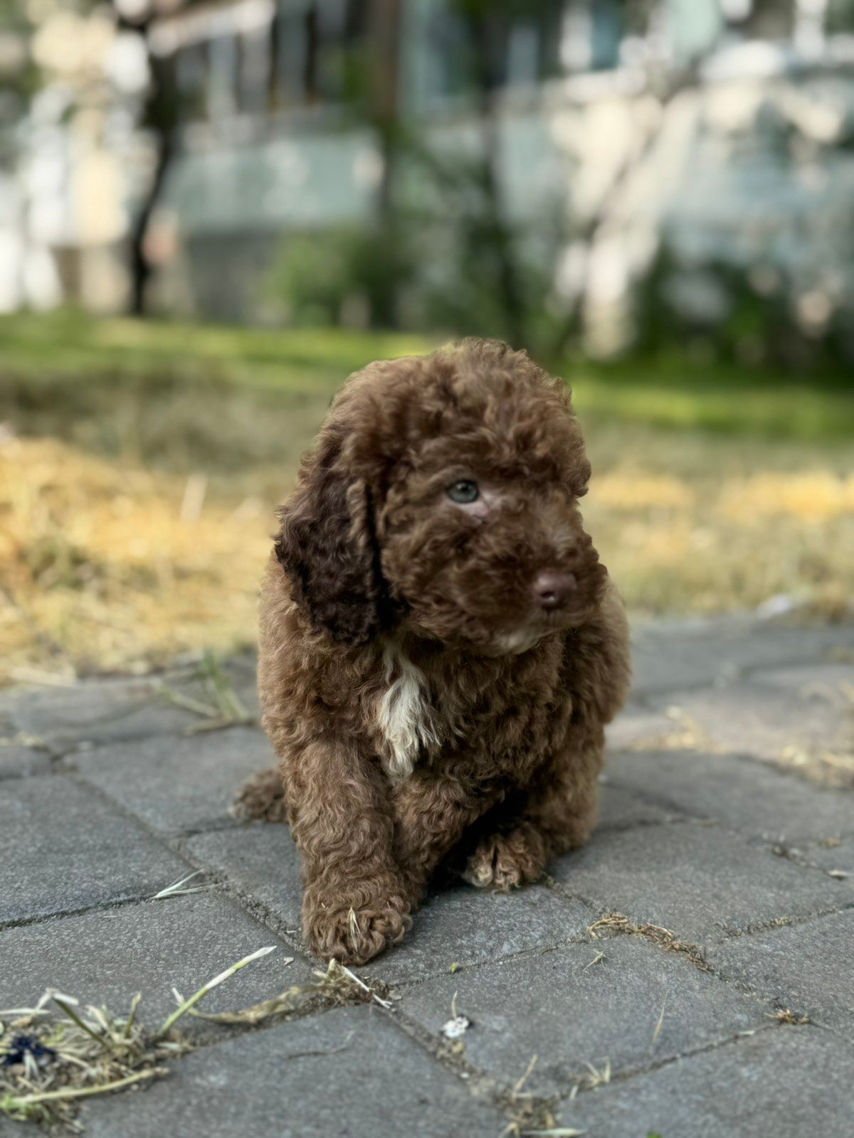 Блакитний мініатюрний хлопчик