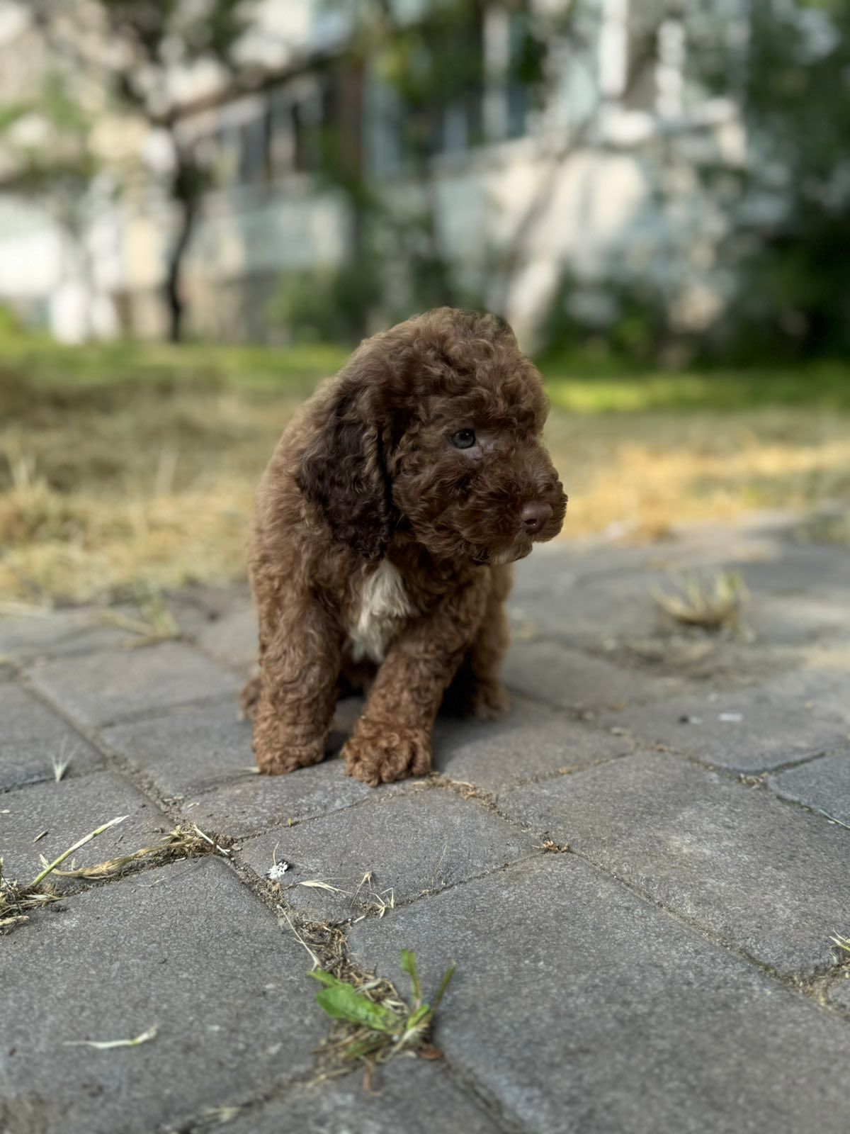 Блакитний мініатюрний хлопчик