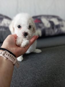 Продам цуценят бішон фрізе