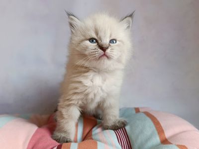 Шикарний клубний невський маскарадний хлопчик Altair