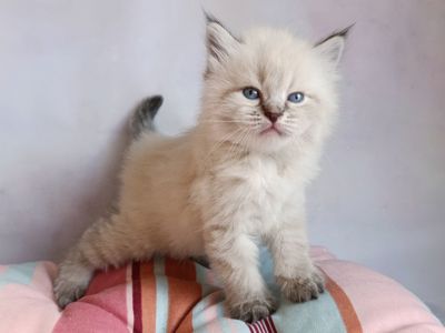 Шикарний клубний невський маскарадний хлопчик Altair