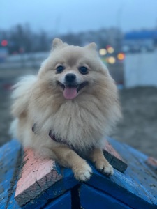 Щпиц