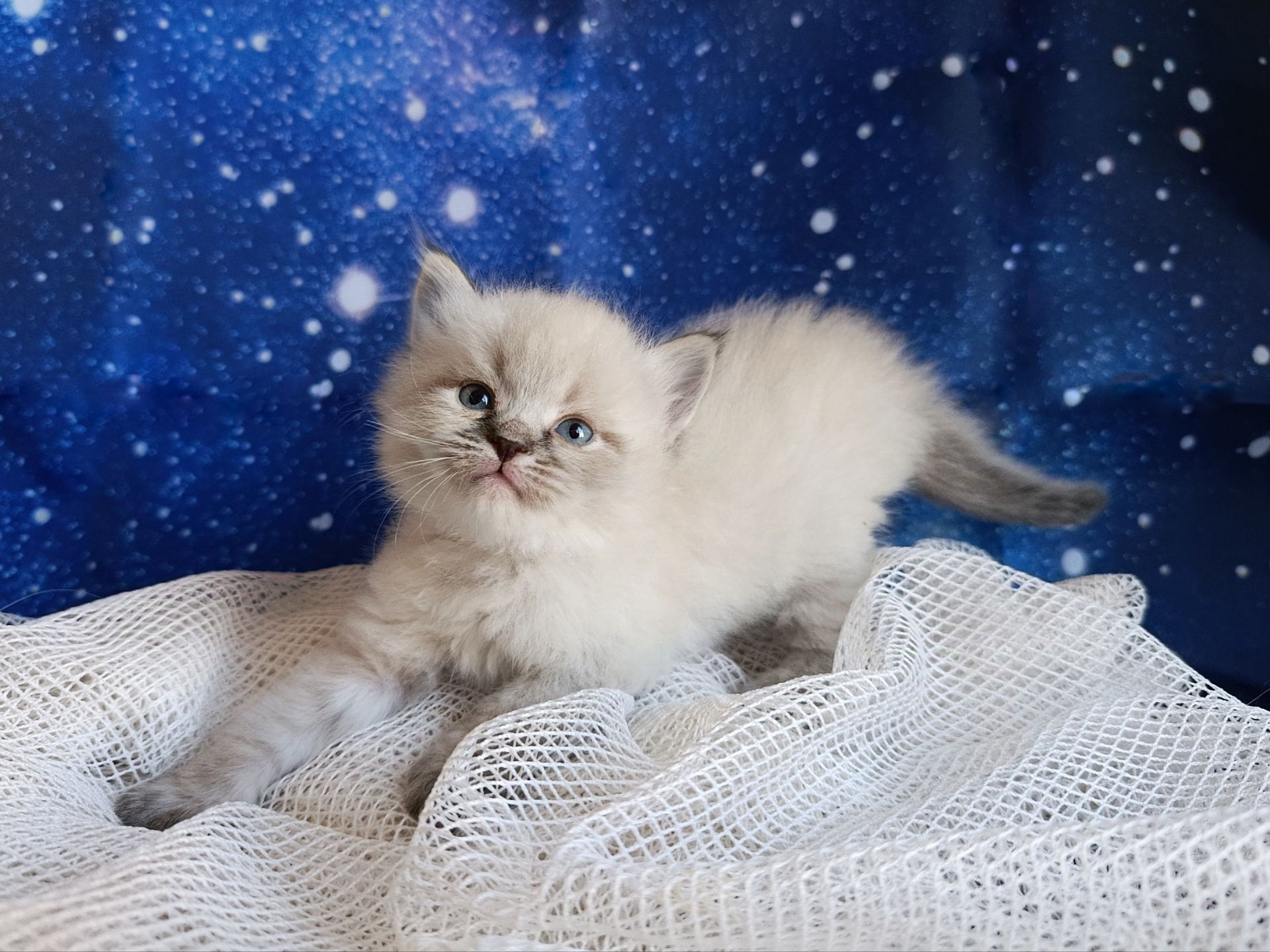 Милий клубний невський маскарадний хлопчик Alshain