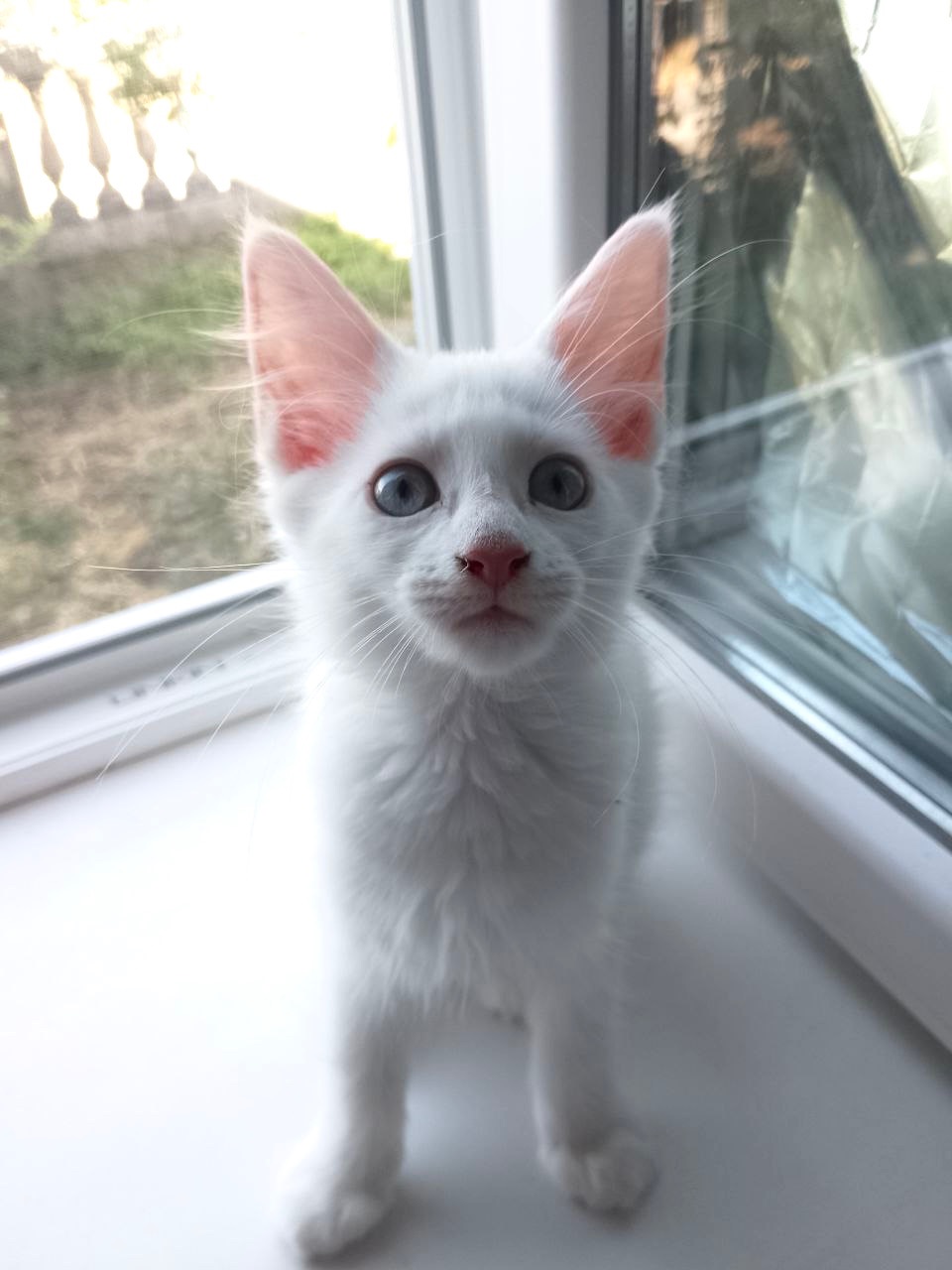 Котенята породи мейн-кун