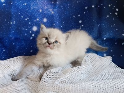 Милий клубний невський маскарадний хлопчик Alshain