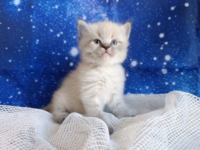 Милий клубний невський маскарадний хлопчик Alshain