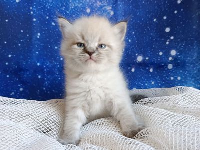 Милий клубний невський маскарадний хлопчик Alshain