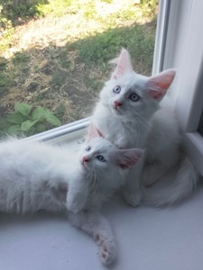 Котенята породи мейн-кун