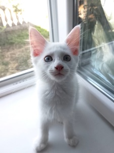 Котенята породи мейн-кун