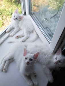 Котенята породи мейн-кун