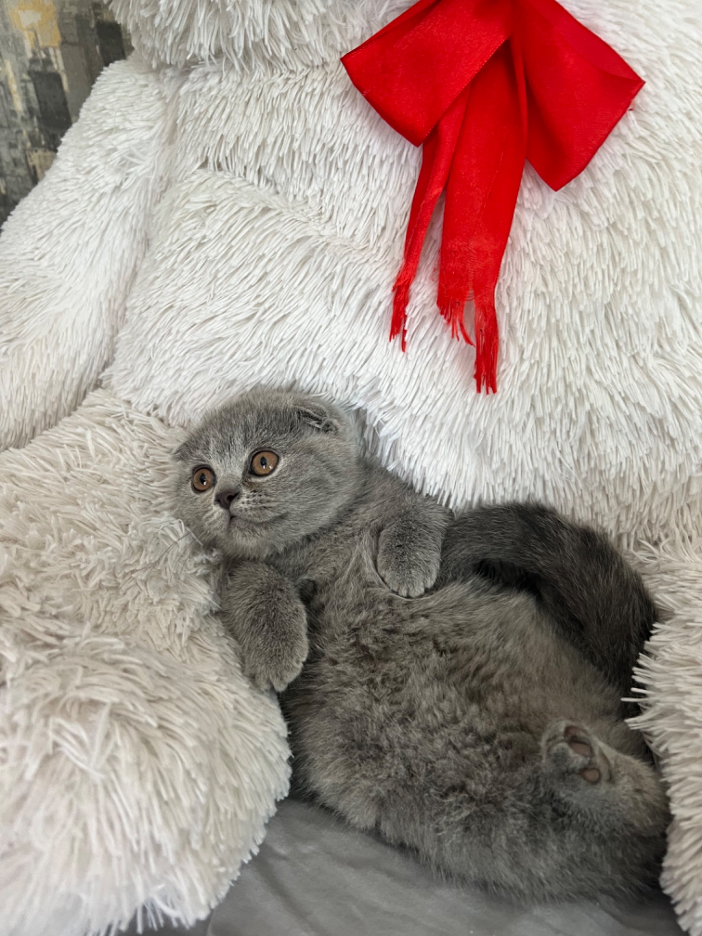 Кошенята скотіш фолд та скотіш страйт