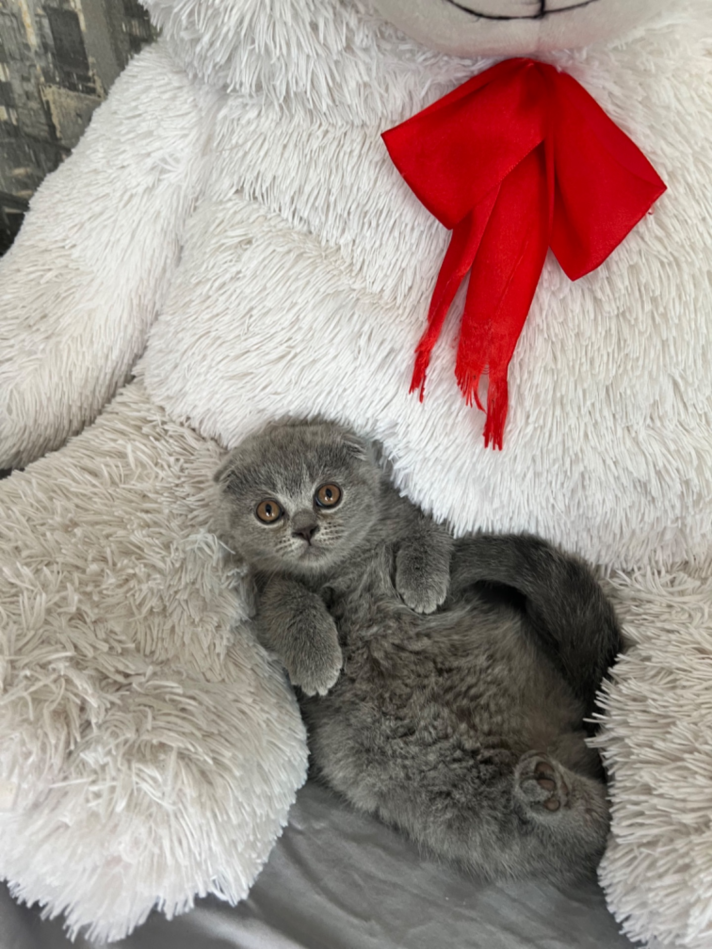 Кошенята скотіш фолд та скотіш страйт