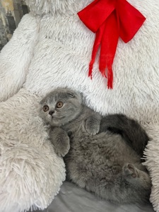 Кошенята скотіш фолд та скотіш страйт