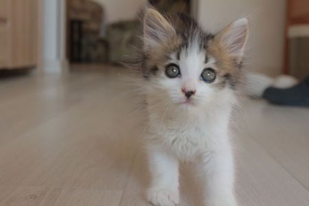 Мія, 1,5 місяці
