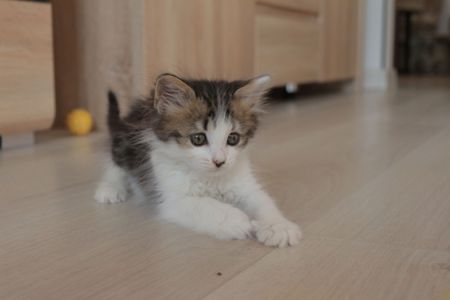 Мія, 1,5 місяці