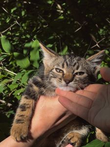 Коленя