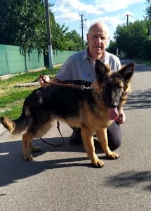 Цуценята німецької вівчарки