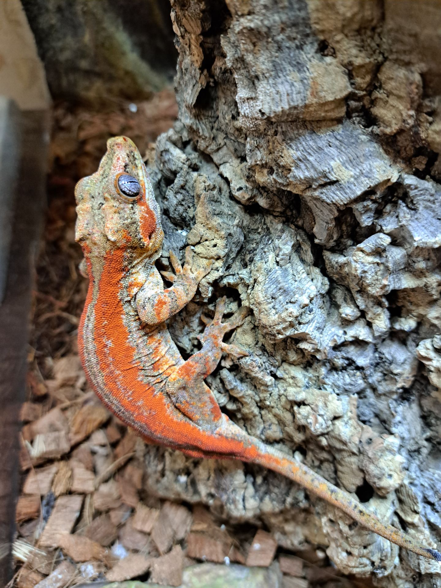 Вухатий бананоїд (Platydactylus auriculatus)