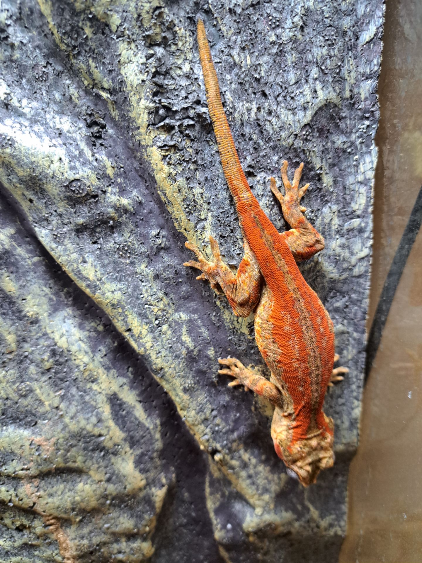 Вухатий бананоїд (Platydactylus auriculatus)