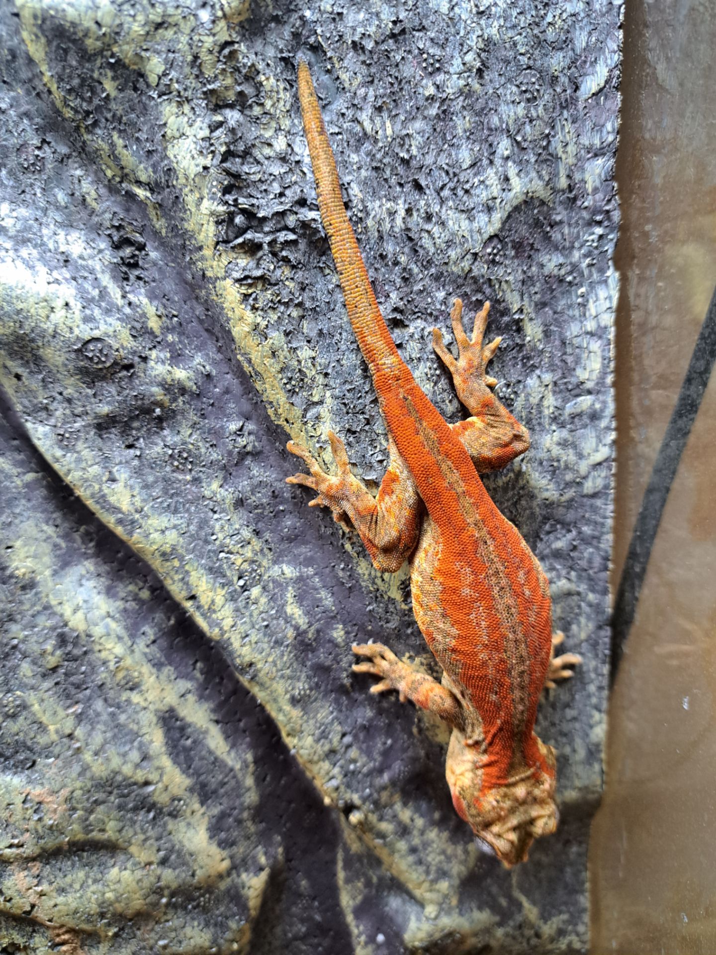 Вухатий бананоїд (Platydactylus auriculatus)