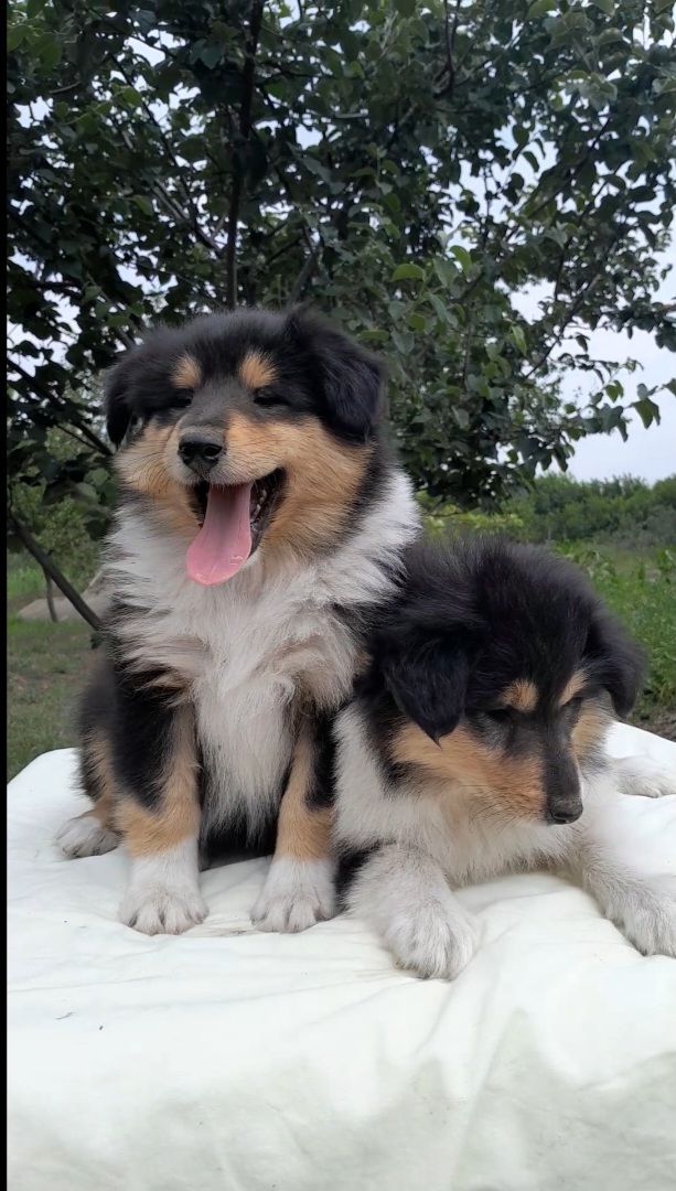 Шотландские овчарки