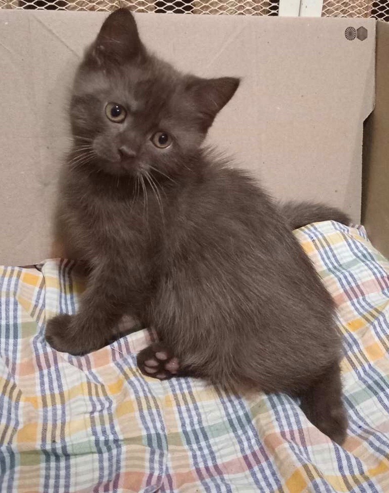Кошенята британці