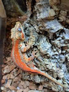 Вухатий бананоїд (Platydactylus auriculatus)