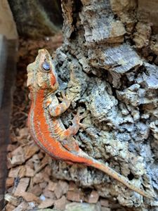 Вухатий бананоїд (Platydactylus auriculatus)