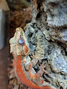 Вухатий бананоїд (Platydactylus auriculatus)