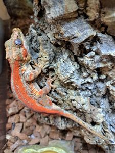 Вухатий бананоїд (Platydactylus auriculatus)