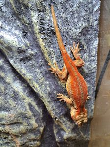 Вухатий бананоїд (Platydactylus auriculatus)