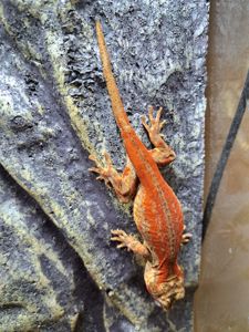 Вухатий бананоїд (Platydactylus auriculatus)