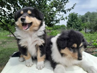 Шотландские овчарки