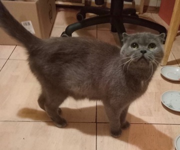 Кошенята британці