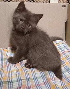 Кошенята британці