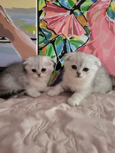 Брианци