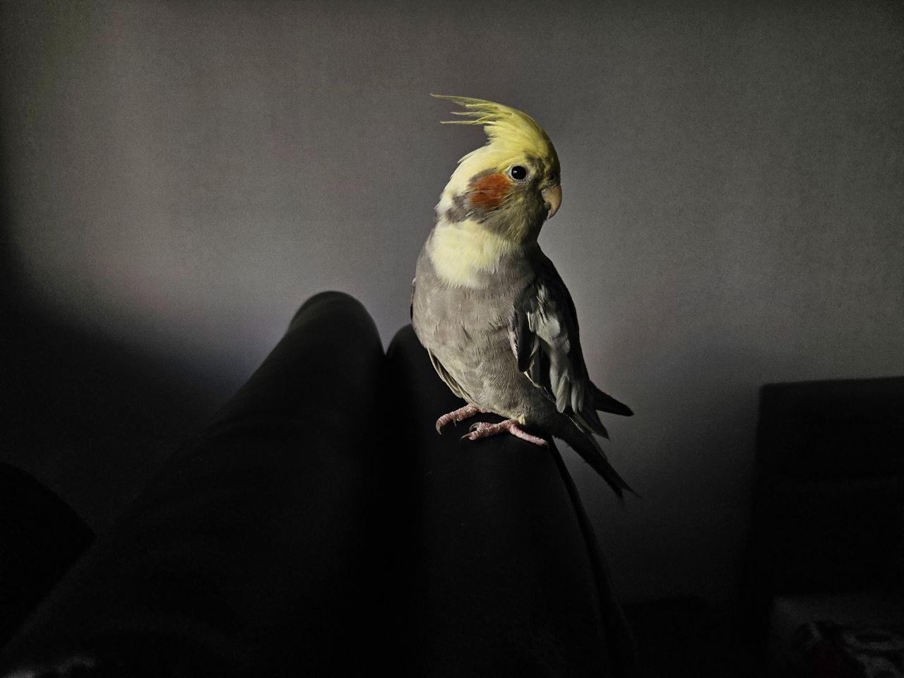 Корелла, молодий хлопчик + велика кліткв